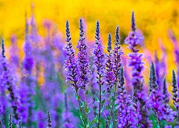 《阿玛拉王国：惩罚 重置版》更新 PS5支持原生4K分辨率